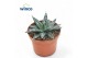 Agave victoriae-reginae 