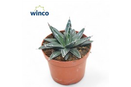 Agave victoriae-reginae