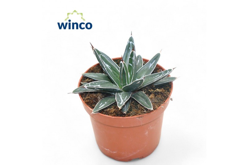 Agave victoriae-reginae 