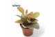 Kalanchoe orygalis 