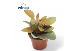 Kalanchoe orygalis