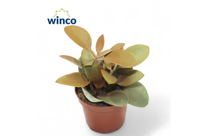 Kalanchoe orygalis 