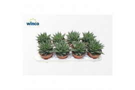 Aloe norra