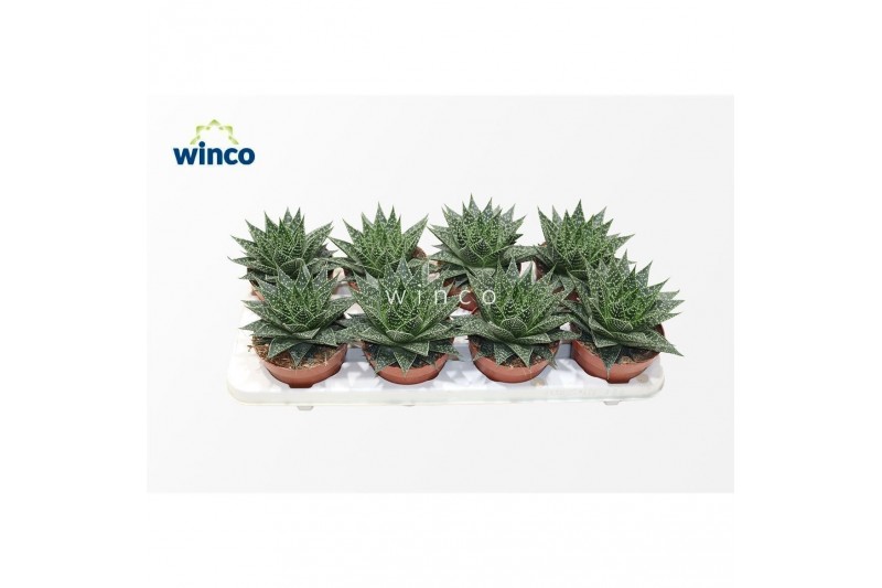 Aloe norra 