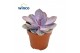 Echeveria Metallica Pearl 