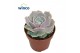 Echeveria Lola 