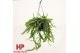 Rhipsalis disocactus quetzaltecus hp 