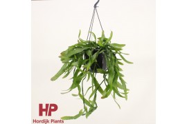 Rhipsalis disocactus quetzaltecus hp