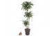 Dracaena fragr. compacta jade jewel 90-60-30 