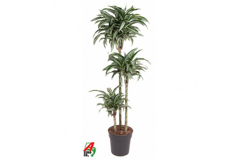 Dracaena fragr. compacta jade jewel 90-60-30 