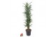 Dracaena fragr. der. warneckei vertakt 