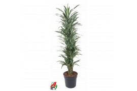 Dracaena fragr. der. warneckei vertakt