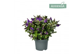 Hebe hebedonna anna Hebe Addenda Donna®