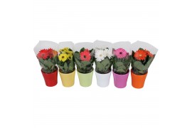 Gerbera mix belicht 2+ in stefanie keramiek mix