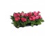 Gerbera flori line paars belicht 2+ excellent paarstinten 
