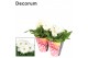 Gerbera flori line wit decorum potcover 