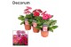 Gerbera flori line paars decorum met hoes 