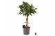 Ficus elastica melany gevlochten stam 