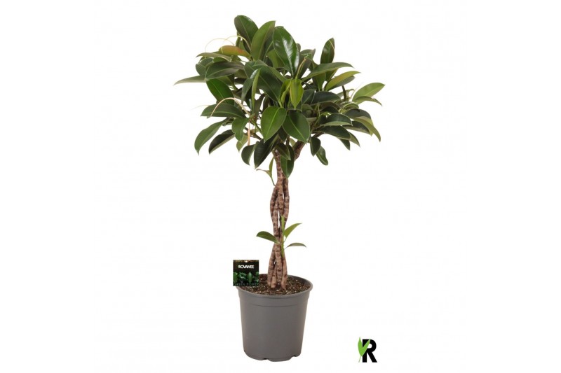 Ficus elastica melany gevlochten stam 