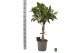 Ficus elastica melany gevlochten stam 