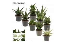 Sansevieria Sansevieria Luxury mix 9 cm (Decorum)