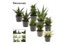 Sansevieria Sansevieria Luxury mix 9 cm (Decorum)