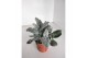 Jacobea maritima Senecio New Look 