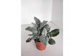 Jacobea maritima Senecio New Look