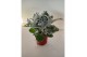 Jacobea maritima Senecio silver dust 