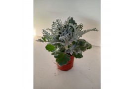 Jacobea maritima Senecio silver dust
