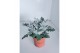 Jacobea maritima Senecio silver dust 