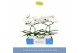 Phalaenopsis anthura madrid 2 tak in wit lazio 