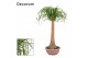 Beaucarnea recurvata recht decorum 