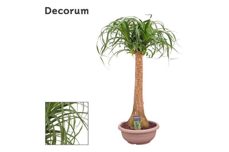 Beaucarnea recurvata recht decorum 