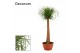 Beaucarnea recurvata recht decorum 