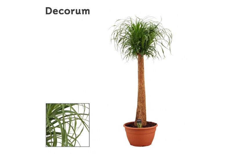 Beaucarnea recurvata recht decorum 