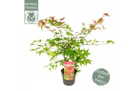 Acer palmatum beni-maiko