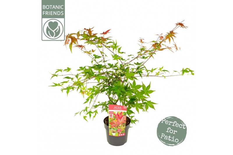 Acer palmatum beni-maiko 