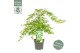 Acer palmatum dissectum 