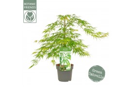 Acer palmatum dissectum