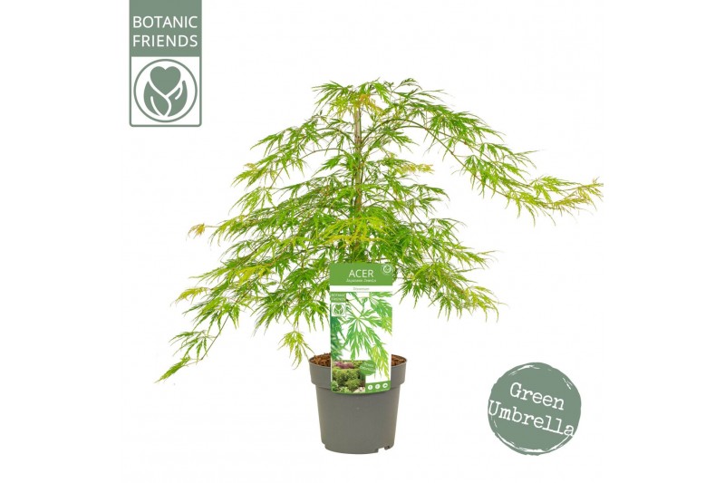 Acer palmatum dissectum 
