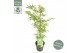 Acer palmatum dissectum 