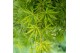 Acer palmatum dissectum 