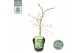 Acer palmatum dissectum 