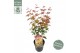 Acer palmatum redwine 