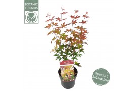 Acer palmatum redwine