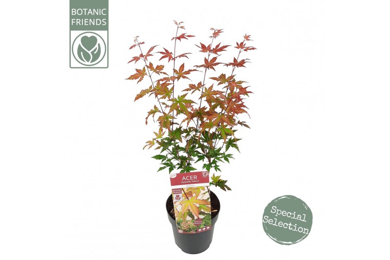 Acer palmatum redwine 