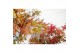 Acer palmatum redwine 