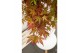 Acer palmatum redwine 