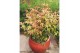 Acer palmatum redwine 
